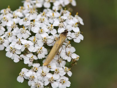 Ockragul lavspinnare - Eilema lutarellum (Eilema lutarellum)