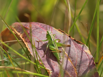 Grn hedvrtbitare - Bush cricket (Metrioptera bicolor)