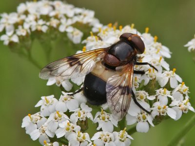 Fnsterblomfluga - Pellucid Hoverfly (Volucella pellucens)