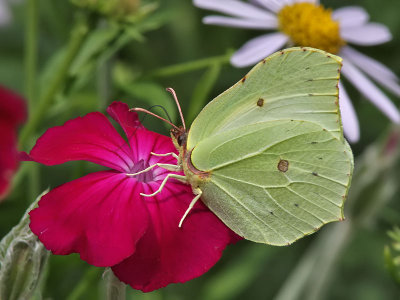 Citronfjril - Brimstone (Gonepteryx rahmni)