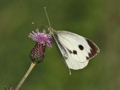 Klfjril - Large white (Pieris brassicae)