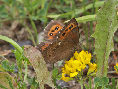 Skogsgrsfjril - Arran brown (Erebia ligea)