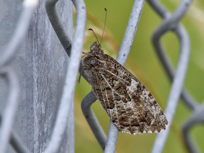 Sandgrsfjril - Grayling (Hipparchia semele)