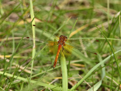 Gulflckad ngstrollslnda - Yellow-winged Darter (Sympetrum flaveolum)