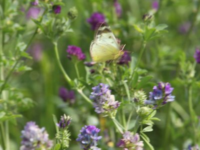 Rdgul hfjril - Clouded Yellow (Colias croceus)