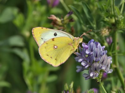 Rdgul hfjril - Clouded Yellow (Colias croceus)