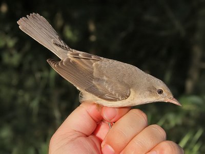 Höksångare - Barred Warbler (Sylvia nisora)