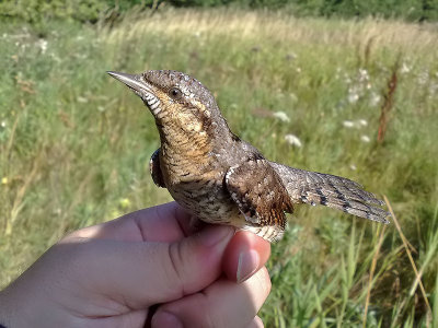 Göktyta - Eurasian Wryneck (Jynx torquilla)