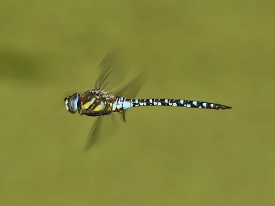 Hstmosaikslnda - Migrant Hawker (Aeshna mixta)