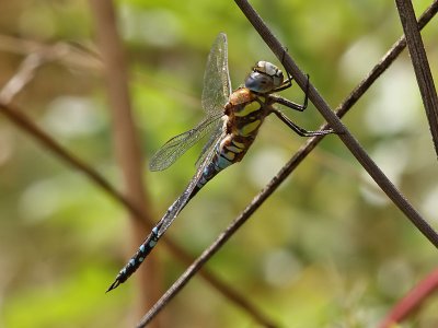 Hstmosaikslnda - Migrant Hawker (Aeshna mixta)