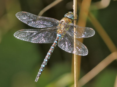 Hstmosaikslnda - Migrant Hawker (Aeshna mixta)