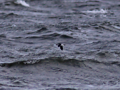 Alkekung - Little Auk (Alle alle)