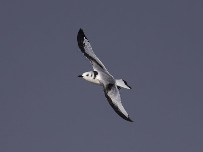 Tretåig mås - Black-legged Kittiwake (Rissa tridactyla)