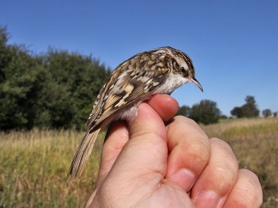 Trädkrypare - Tree Creeper (Certhia familiaris)