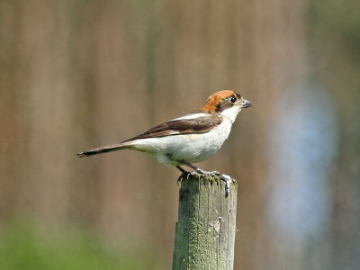 Rdhuvad trnskata - Woodchat Shrike (Lanius senator)