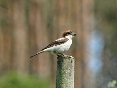 Rdhuvad trnskata - Woodchat Shrike (Lanius senator)