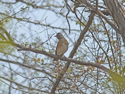 Gråhalsad trast - Eye-browed Thrush (Turdus obscurus)
