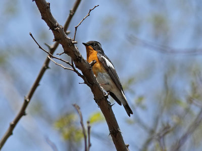 Mugimakiflugsnappare - Mugimaki Flycatcher (Ficedula mugimaki)