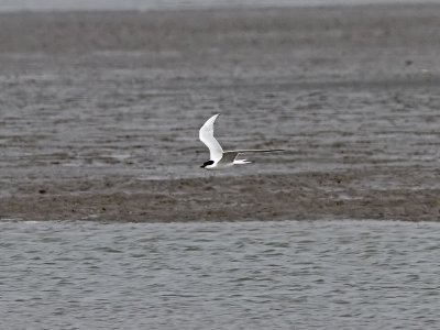 Sandtärna - Gull-billed Tern (Gelochelidon nilotica)