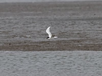 Sandtrna - Gull-billed Tern (Gelochelidon nilotica)