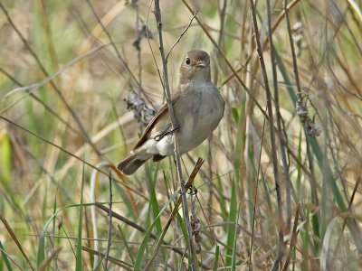 Taigaflugsnappare - Taiga Flycatcher (Ficedula albicilla)