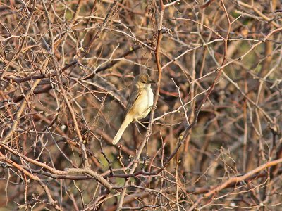 Kinesisk trastsångare - Oriental Reed-warbler (Acrocephalus orientalis)