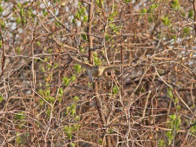 Kinesisk trastsångare - Oriental Reed-warbler (Acrocephalus orientalis)