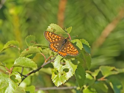 Vddntfjril - Marsh fritillary (Euphydryas aurinia)