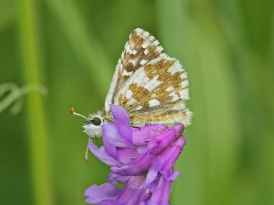 Kattunvisslare - Large grizzled skipper (Pyrgus alveus)