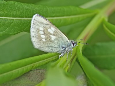 Fjllvickerblvinge - Alpine blue (Albulina orbitulus)