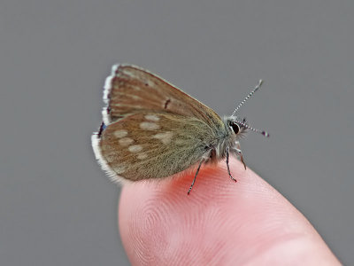 Fjllvickerblvinge - Alpine blue (Albulina orbitulus)