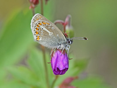 Brun blvinge - Geranium Argus (Aricia eumedon)