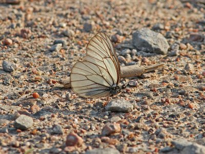 Hagtornsfjril - Black Veined White (Aporia crataegi)