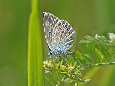 Silverblvinge - Amandas Blue (Polyommatus amandus)