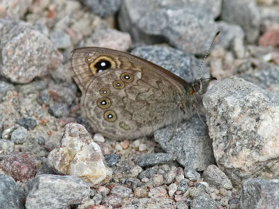 Vitgrsfjril - Large Wall brown (Lasiommata maera)