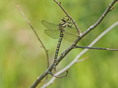 Kungstrollslnda - Golden-ringed dragonfly (Cordulegaster boltonii)