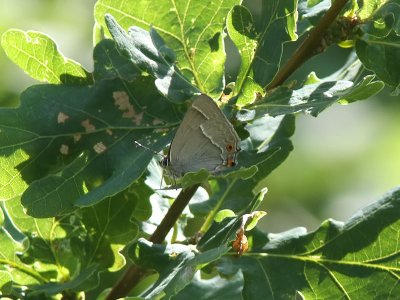 Eksnabbvinge - Purple Hairstreak (Favonius quercus)