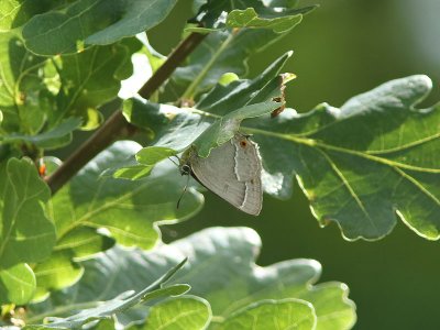 Eksnabbvinge - Purple Hairstreak (Favonius quercus)