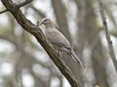 Pärlhalsduva - Spotted Dove (Streptopelia chinensis)