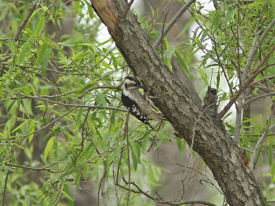 Grkronad hackspett - Grey-capped Woodpecker (Dendrocopos canicapillus)