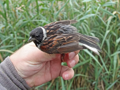 Sävsparv - Reed Bunting (Emberiza schoeniclus)