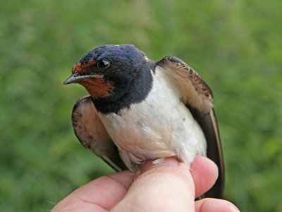 Ladusvala - Barn Swallow (Hirundo rustica)