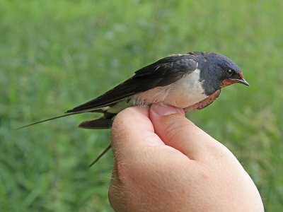 Ladusvala - Barn Swallow (Hirundo rustica)