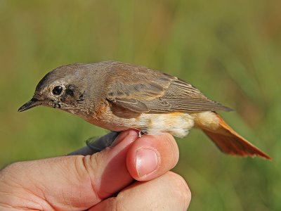 Rödstjärt - Common Redstart (Phoenicurus phoenicurus)