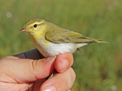 Grönsångare - Wood Warbler (Phylloscopus sibilatrix)