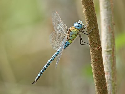 Klarbl mosaikslnda - Southern Migrant Hawker (Aeshna affinis)