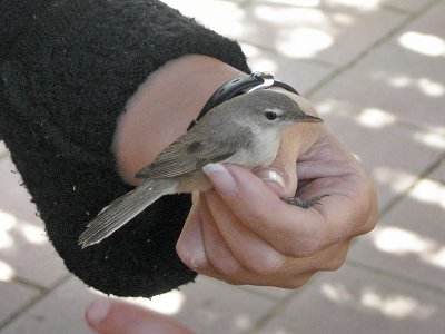 Eksngare - Eastern Olivaceous Warbler (Hippolais pallida)?