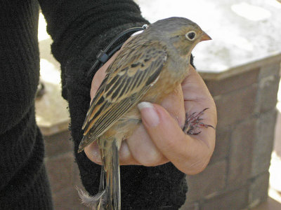 Ortolansparv - Ortolan Bunting (Emberiza hortulana)