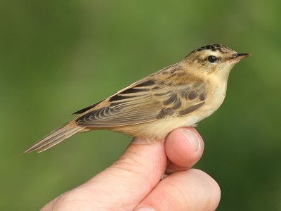 Sävsångare - Sedge Warbler (Acrocephalus schoenobaenus)