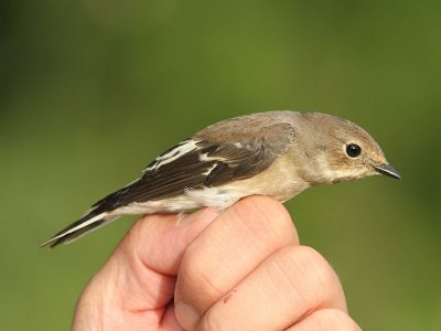 Svartvit flugsnappare - Pied Flycatcher (Ficedula hypoleuca)